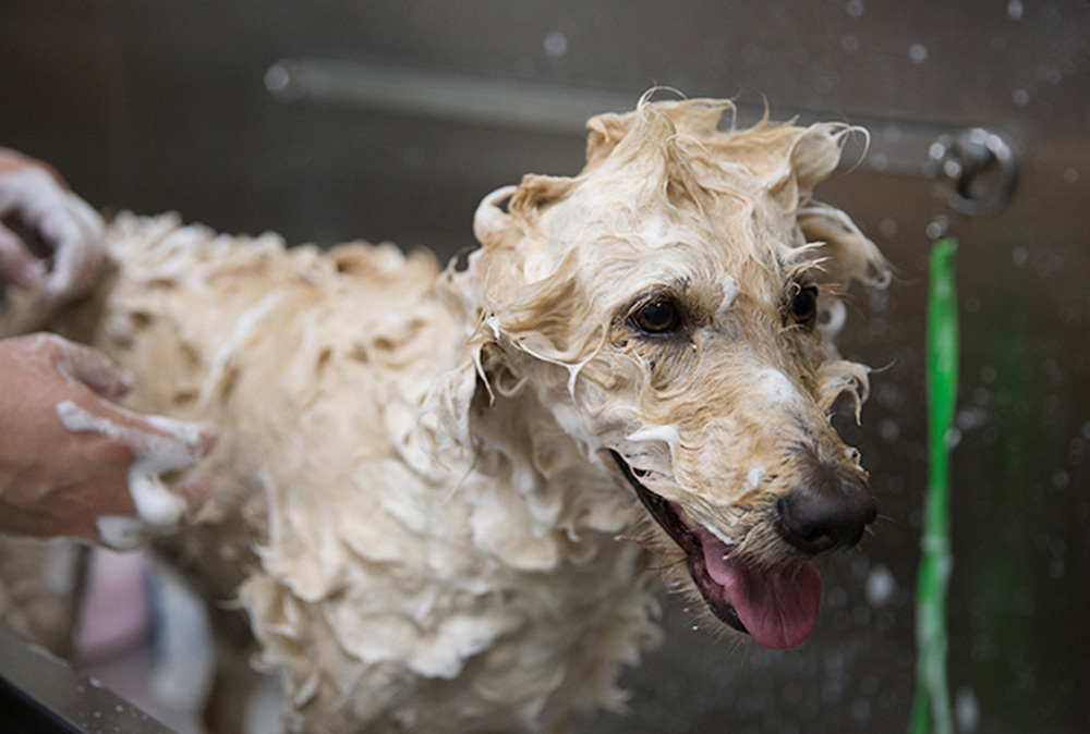 Dog Grooming in Chicago