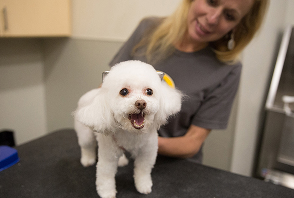 Veterinary in Chicago