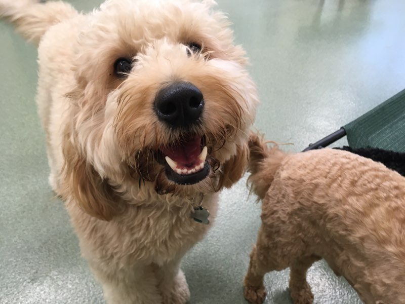 Get a paw up over pandemic stress: 3-plus benefits of professional daycare for your pup and you