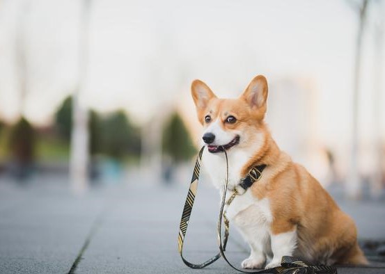 Training Tips and Tricks! Teaching Your Dog a Reliable Recall.