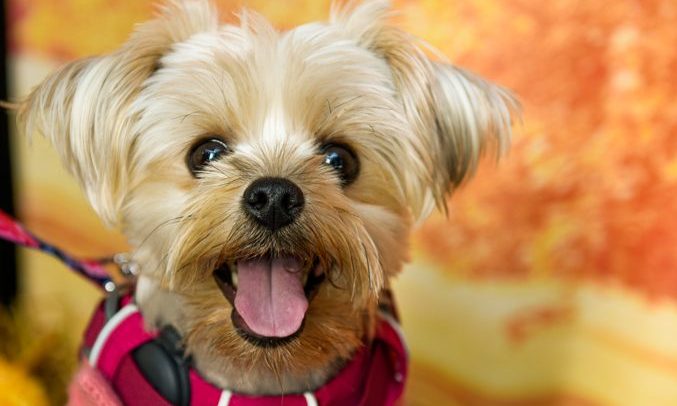 Important Commands to Keep Your PUP Safe!