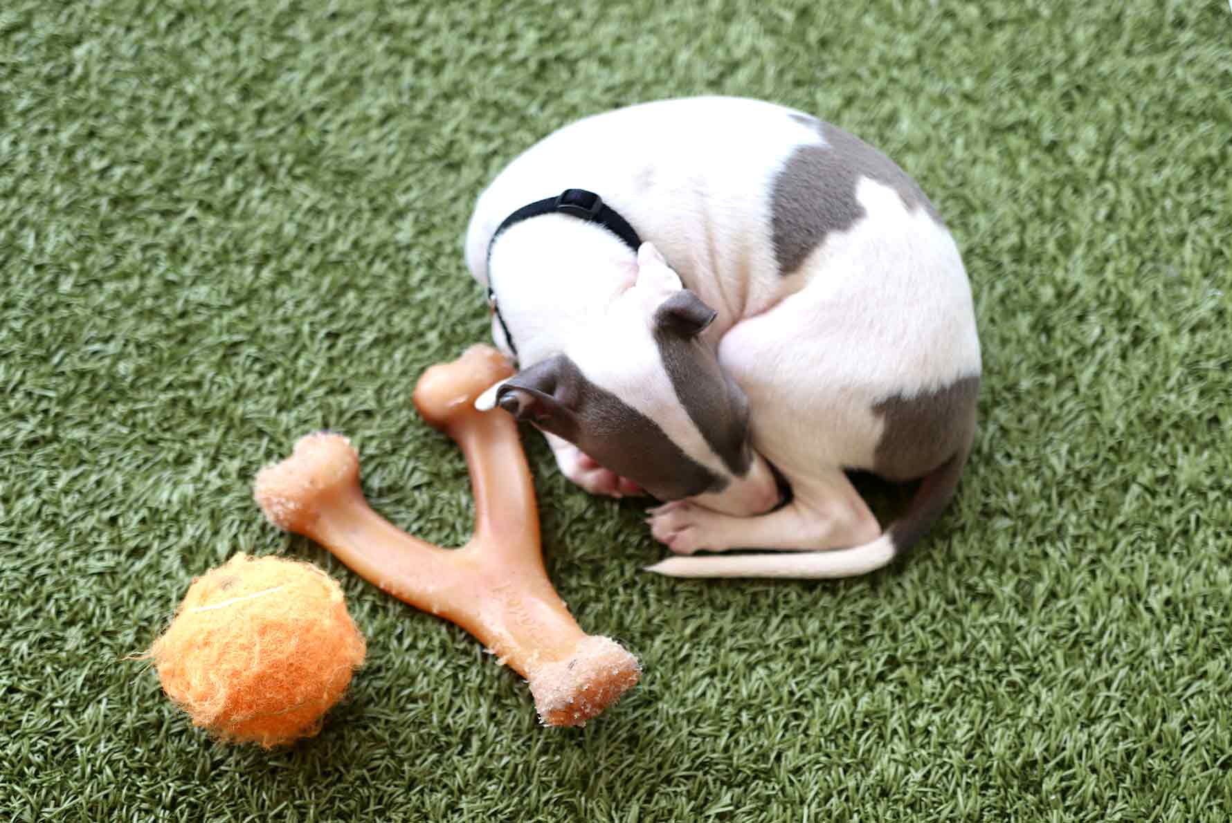 puppy sleeps on a green carpet